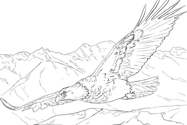 Bald eagle coloring book