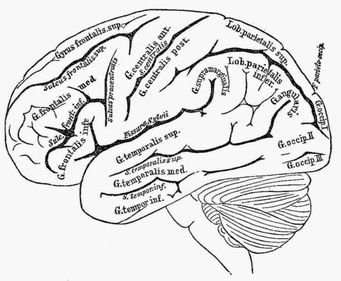 Human brain coloring book