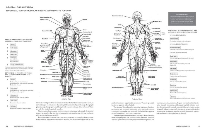 Coloring book of anatomy