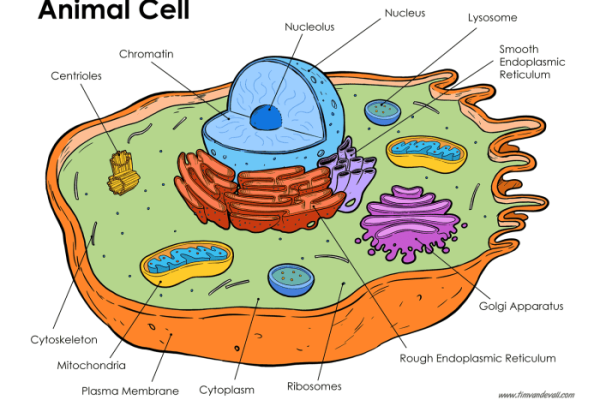 Animal cell coloring key biology corner