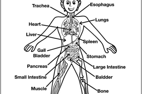 Coloring book of anatomy