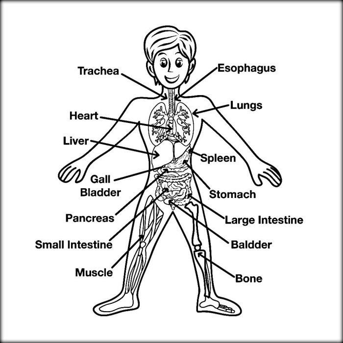 Coloring book of anatomy