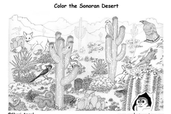 Desert animals coloring page