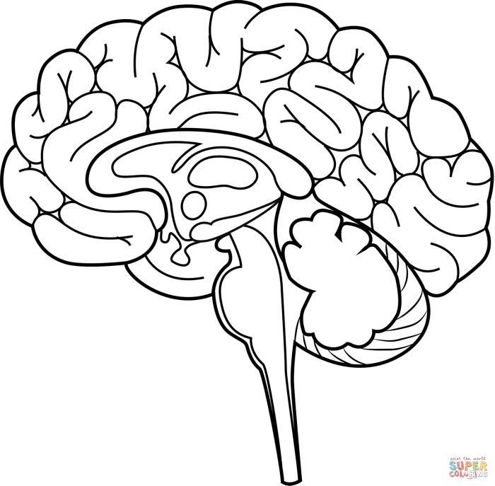 Human brain coloring book