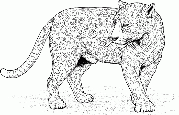 Animated baby big cats coloring pages