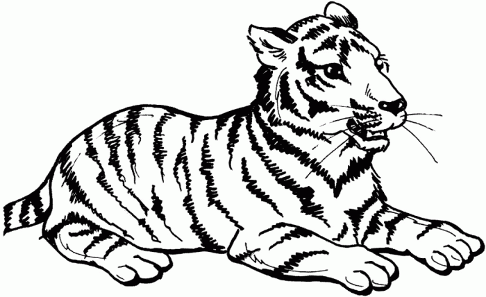 Animated baby big cats coloring pages